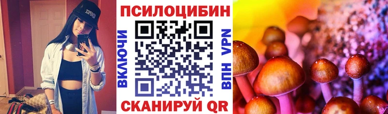 сколько стоит  Олонец  Псилоцибиновые грибы Psilocybe 